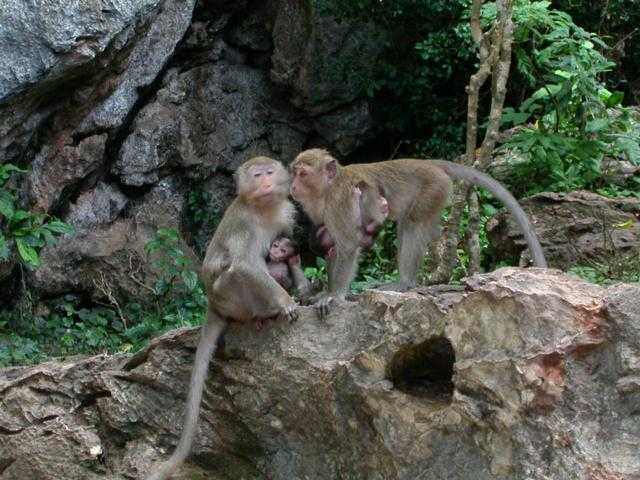 14-monkey-mommies.jpg
